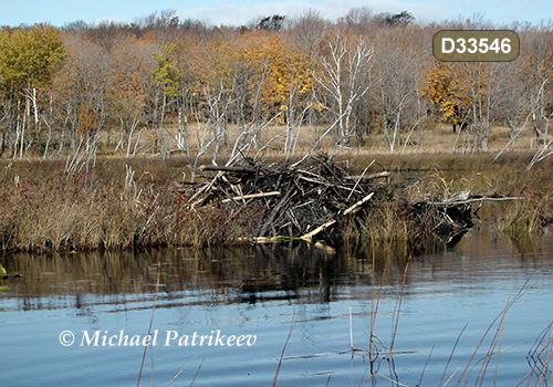 North American Beaver (Castor canadensis), lodge
